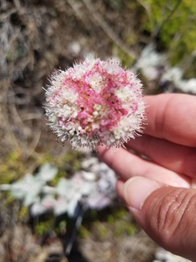 Eriogonum 5