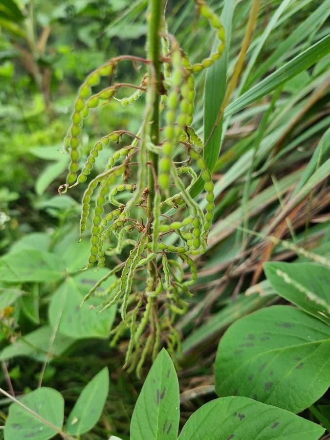 Desmodium 2