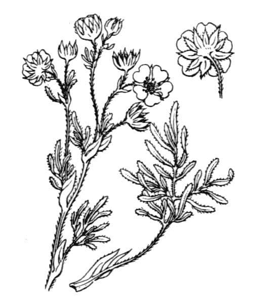 Potentilla multifida 14