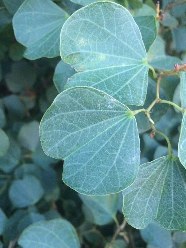 Bauhinia galpinii 18