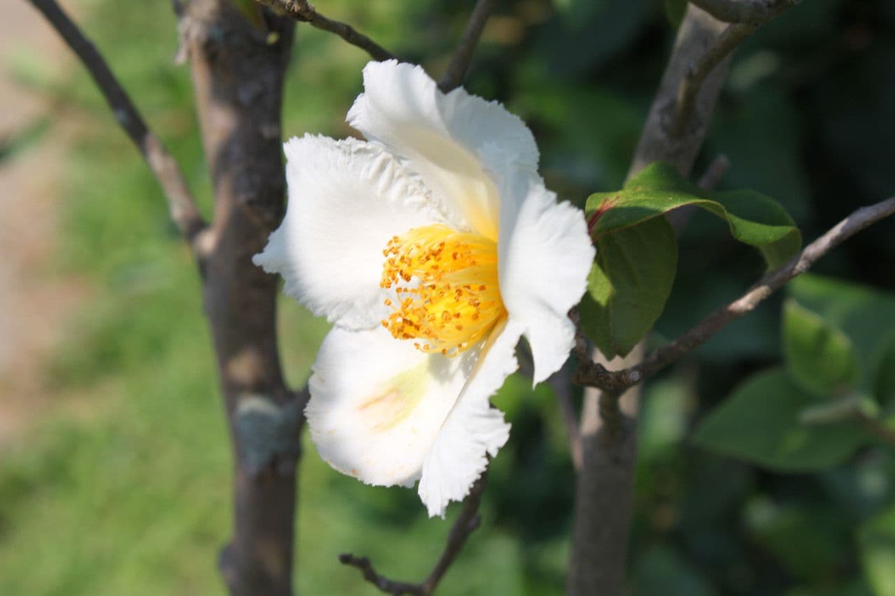 Stewartia ovata 2