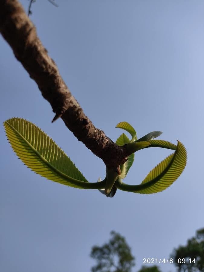 Dillenia 6
