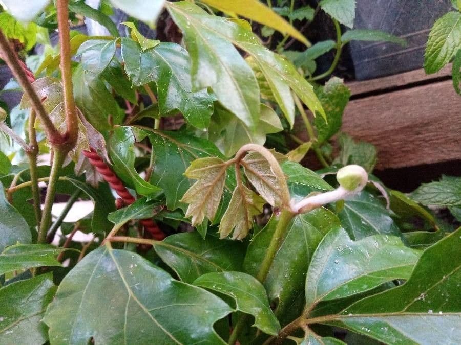 Cissus alato 5