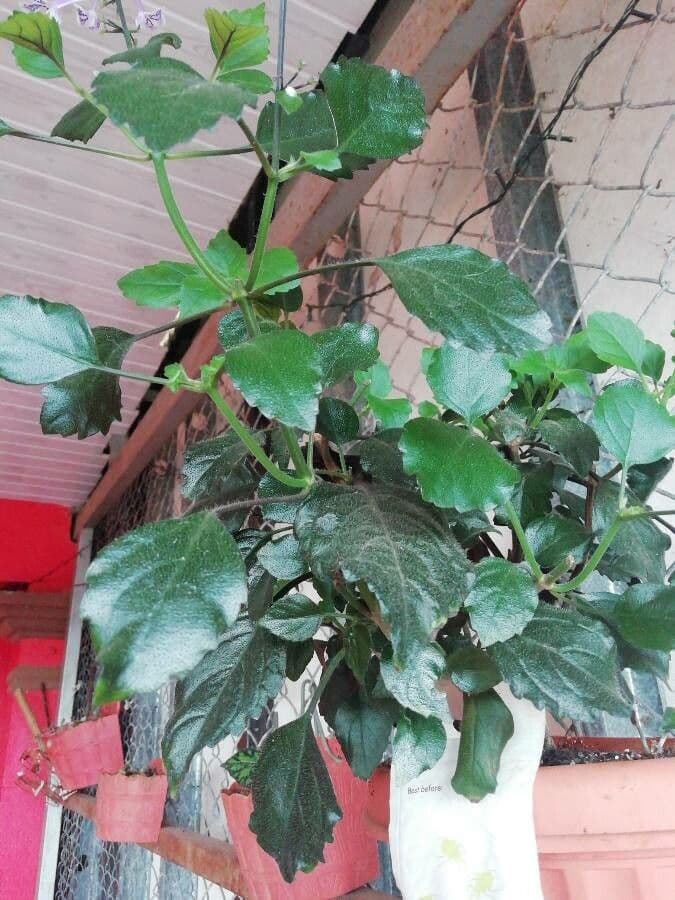 Plectranthus 12