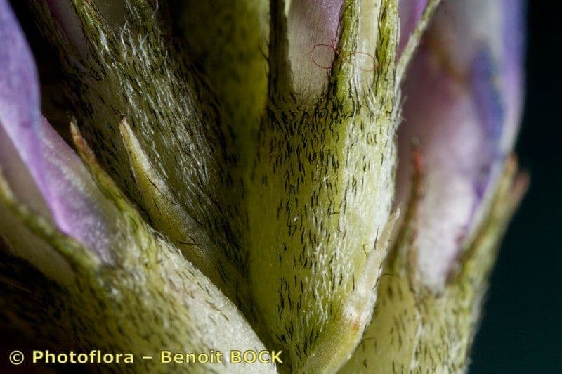 Astragalus 15