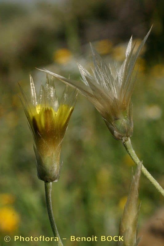 Scodella gialla 3