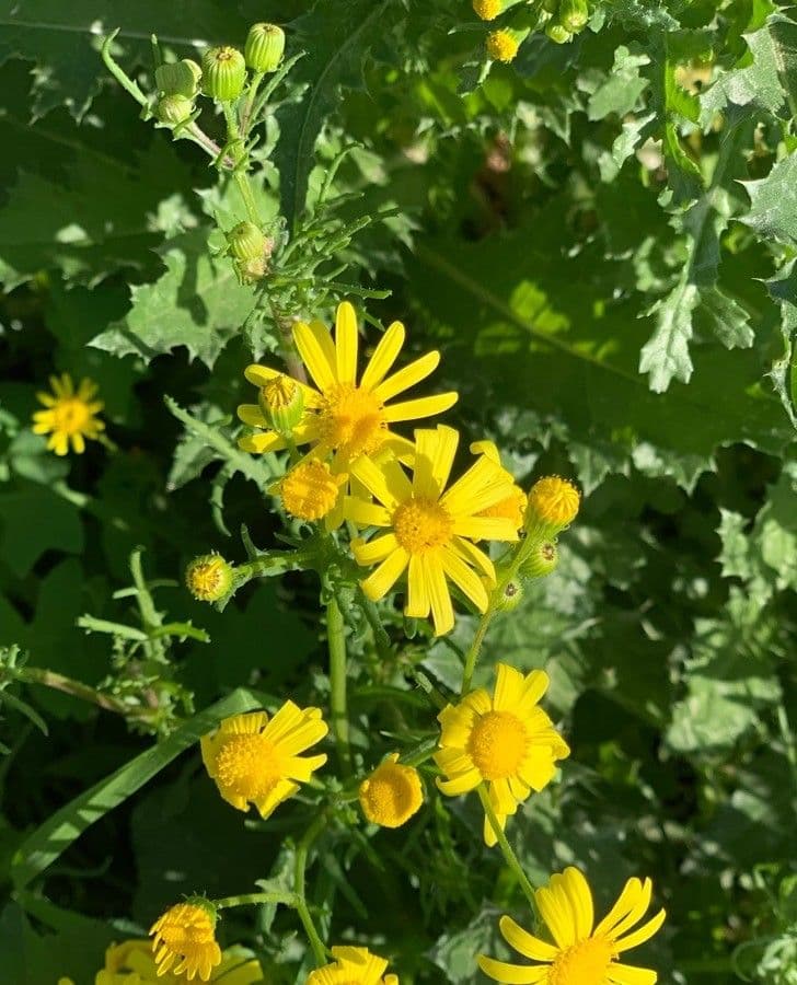 Senecio glauco 3