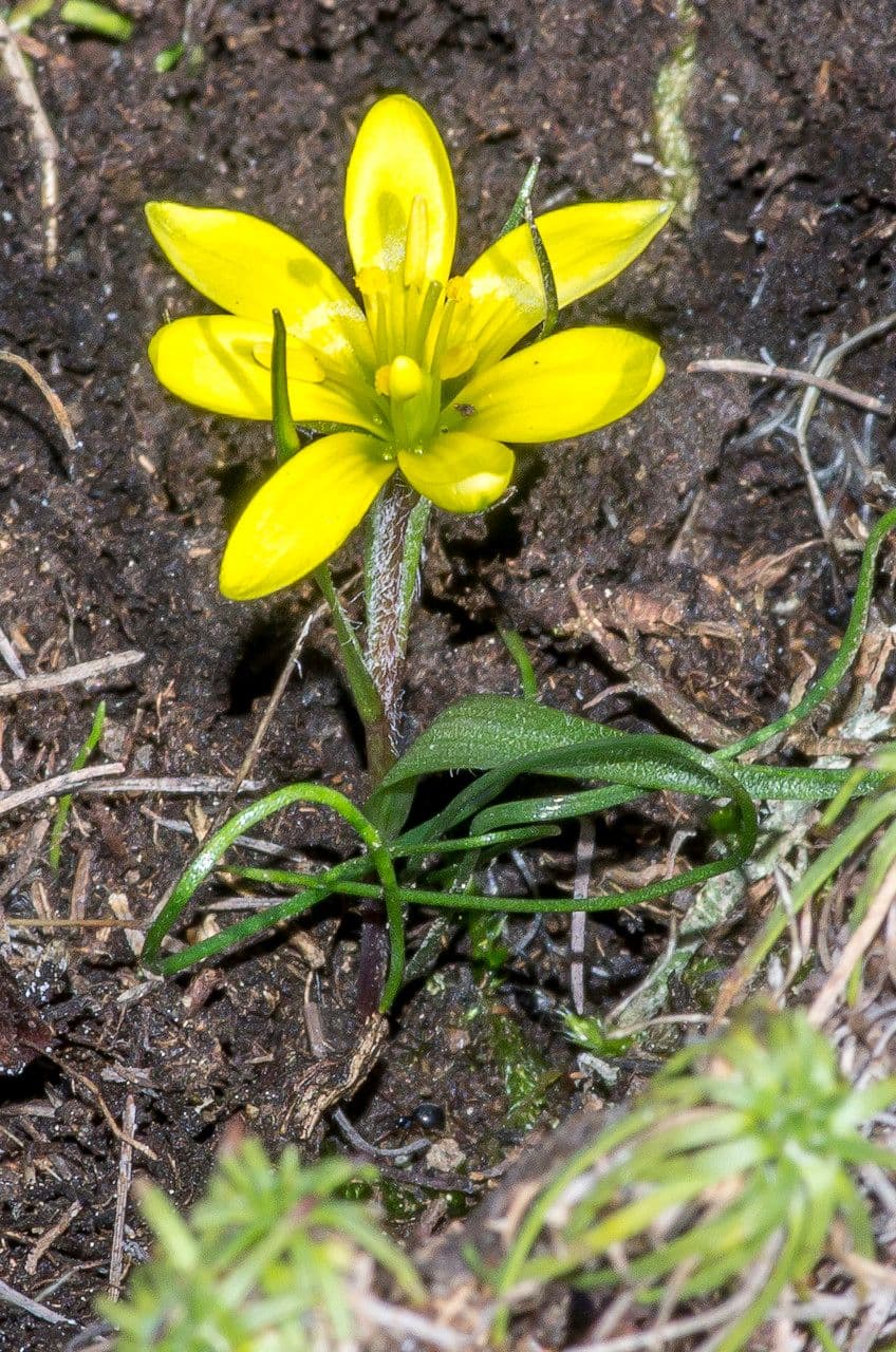 Gagea bohemica 8