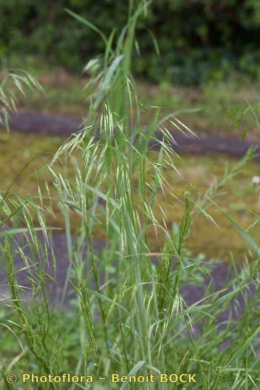 Bromus japonicus 2
