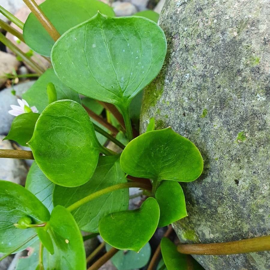 Sibirisches tellerkraut 18