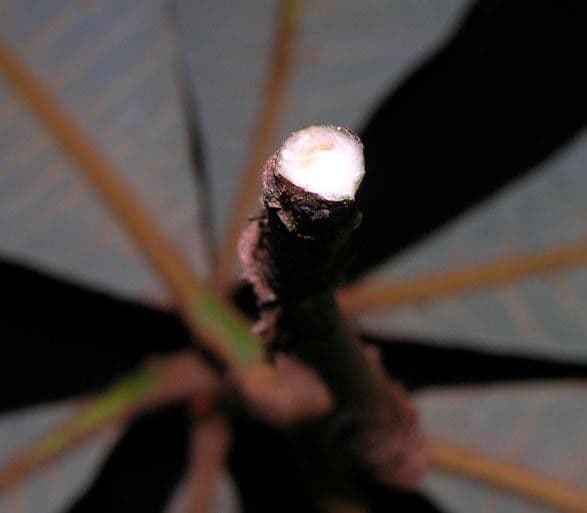 Pouteria bracteada 9