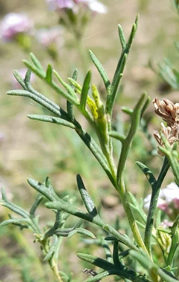 Junellia 9