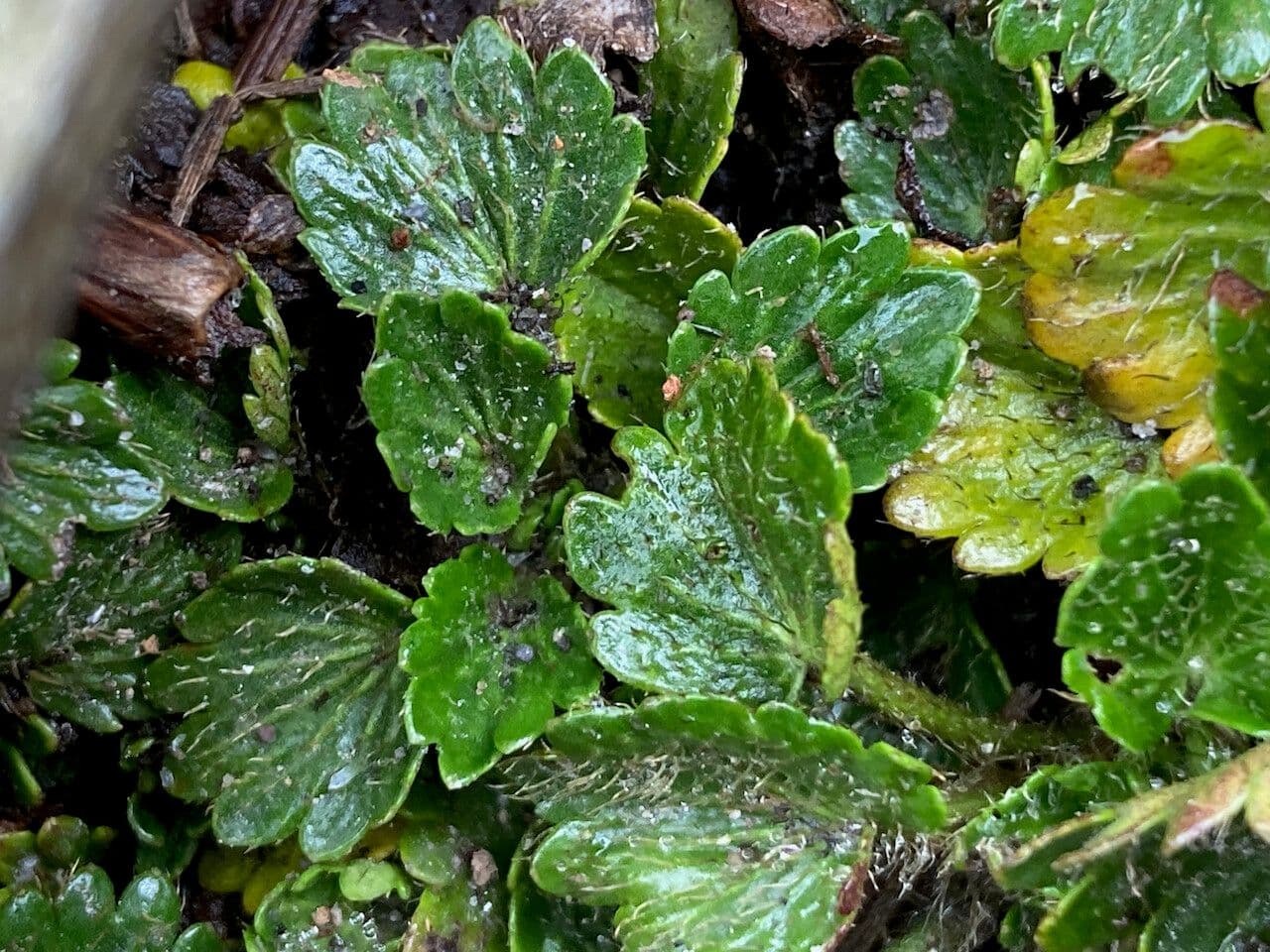 Azorella crenata 13