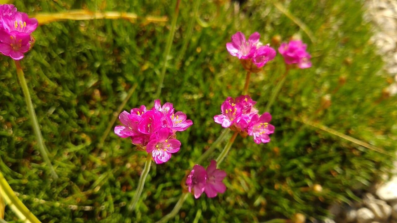 Armeria