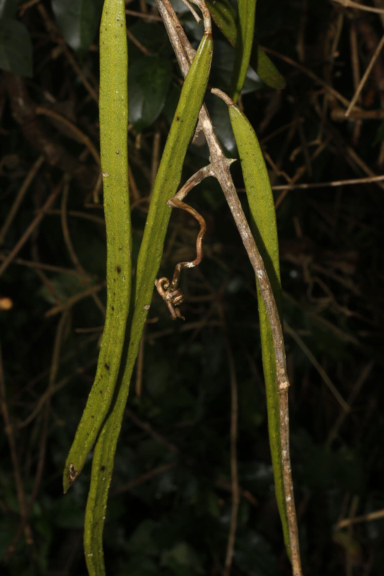Fridericia chica