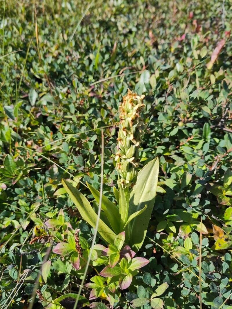 Platantera iperborea 3