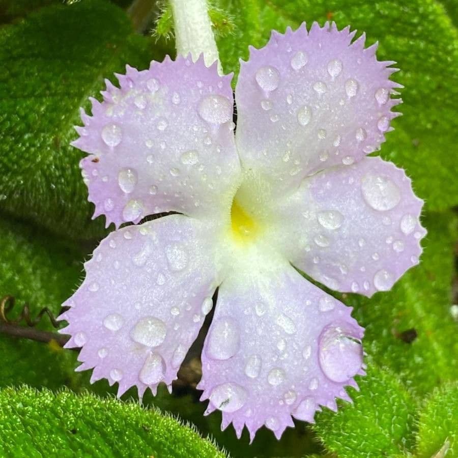 Episcia 2
