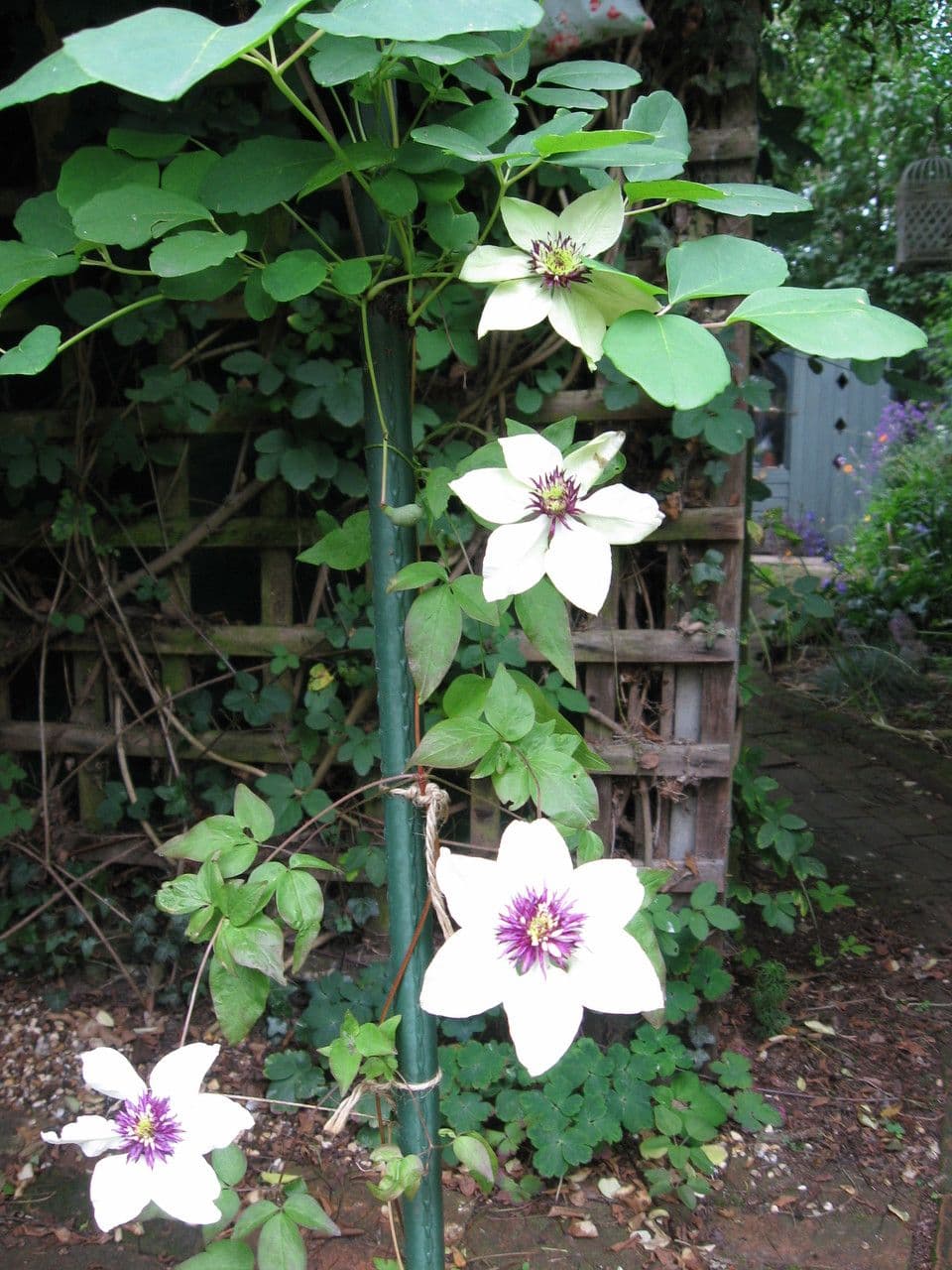 Blühende Waldrebe 2