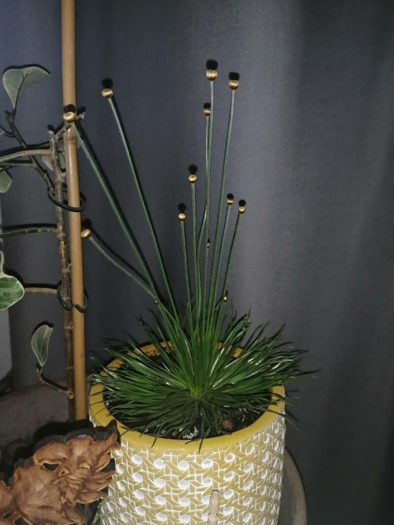 Syngonanthus 2