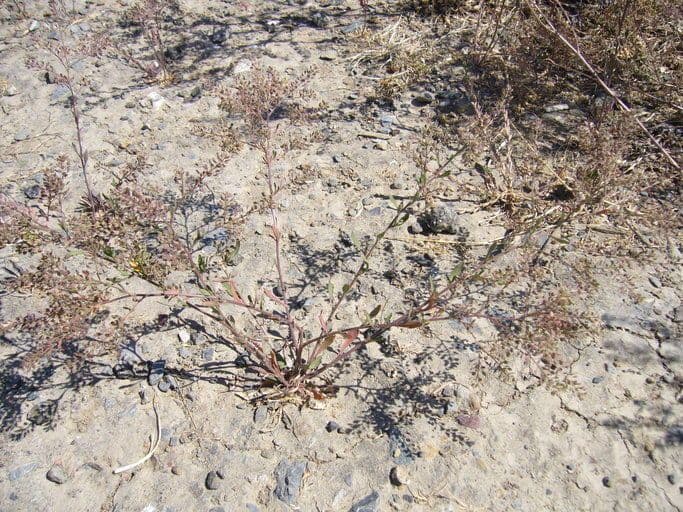 Peppergrass