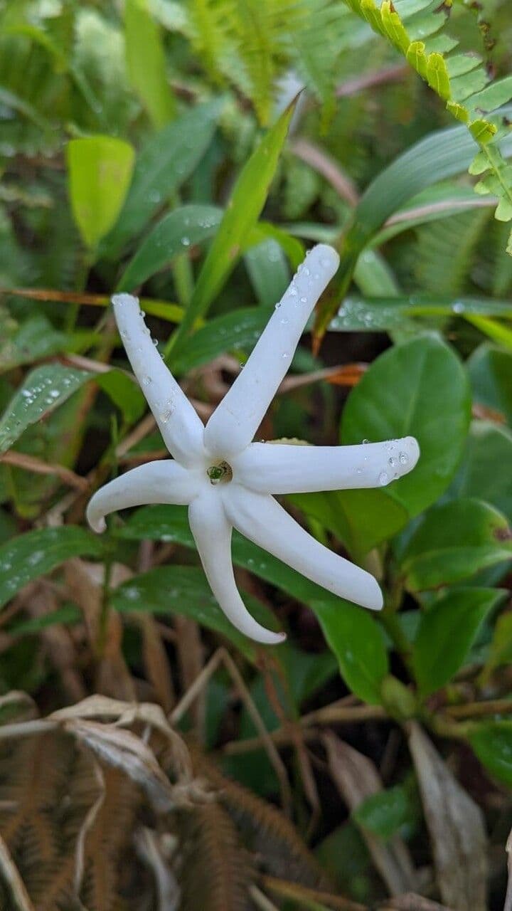 Atractocarpus 3