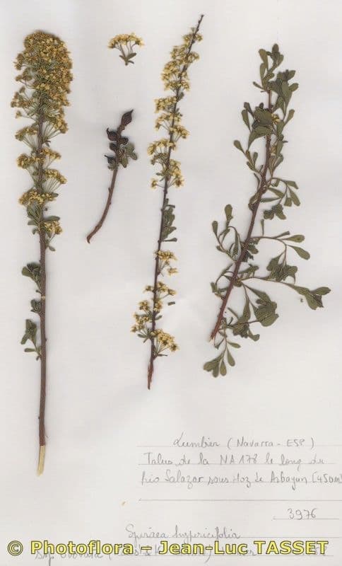 Spirea ipericifolia 19