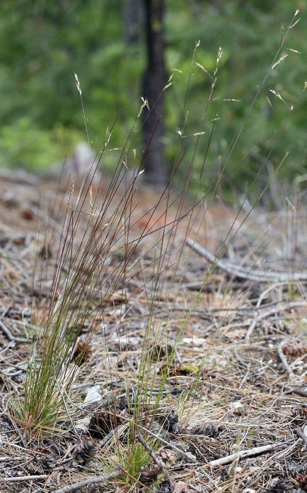 Festuca occidentale 6
