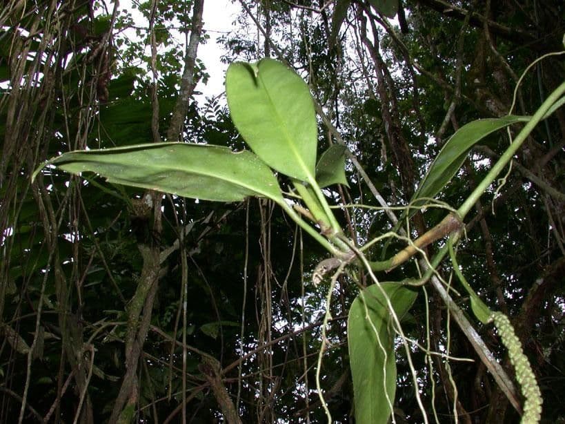 Anthurium 12
