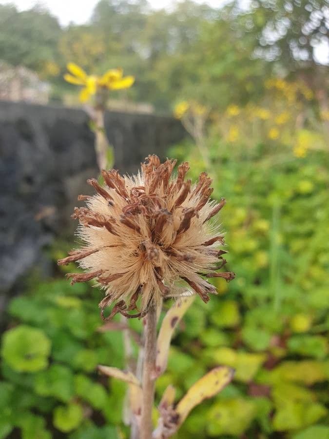 Léopardplant 2