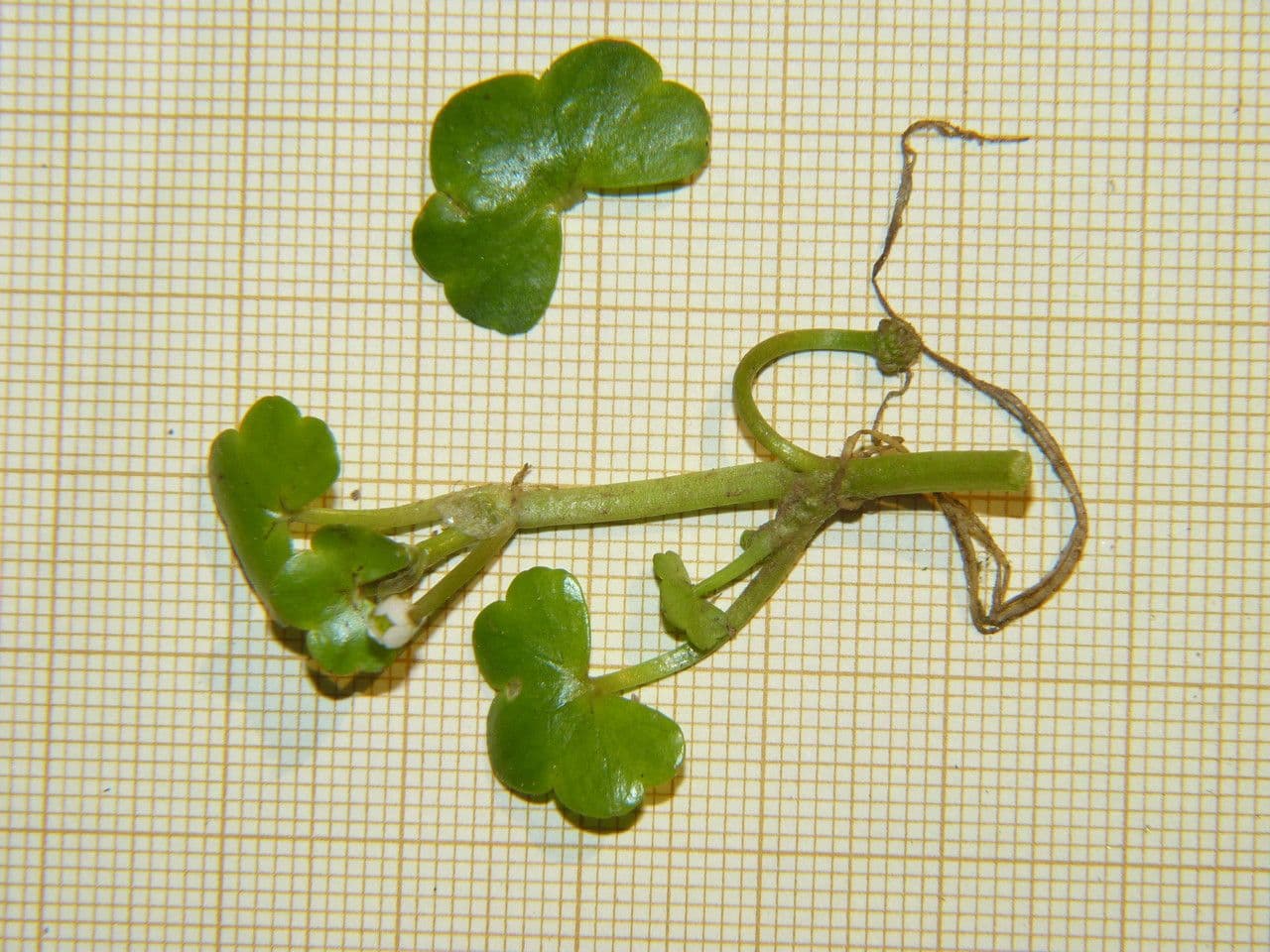 Ranuncolo ederaceo 8