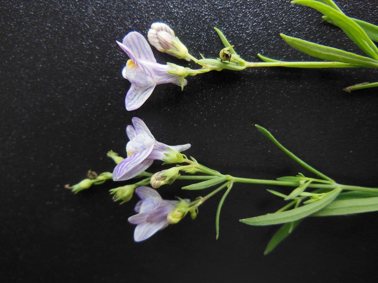 Linaria strisciante 27
