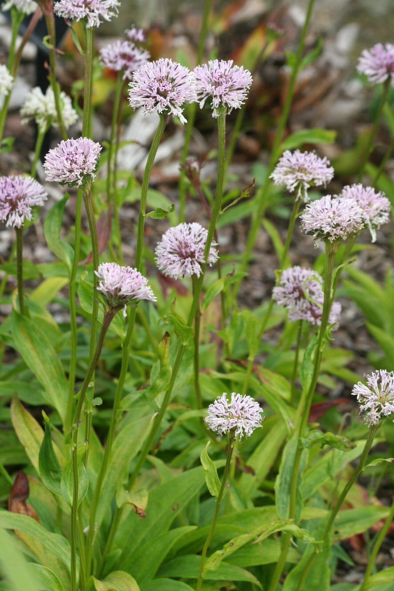 Marshallia 3
