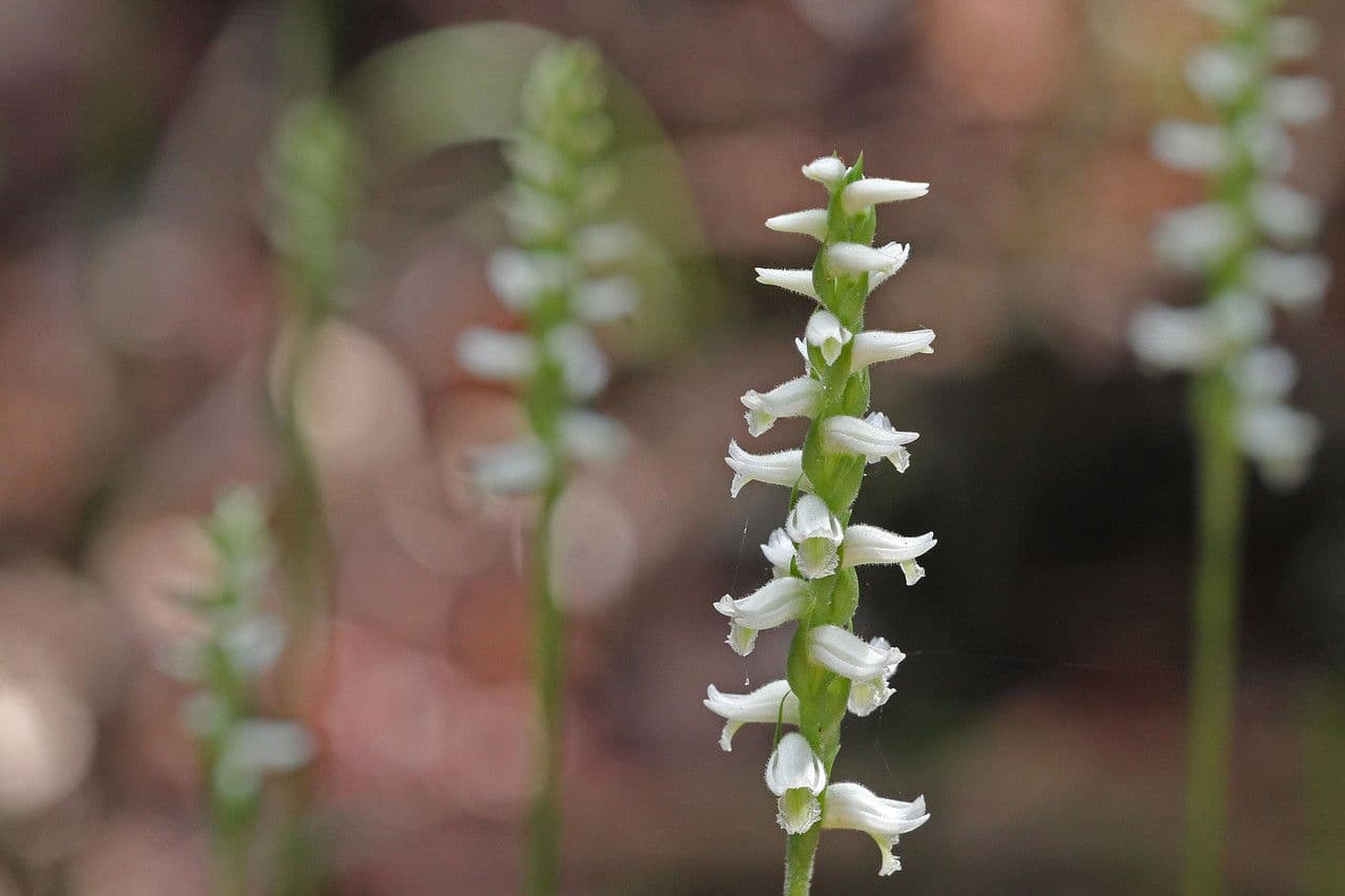 Spiranthes odorata 2