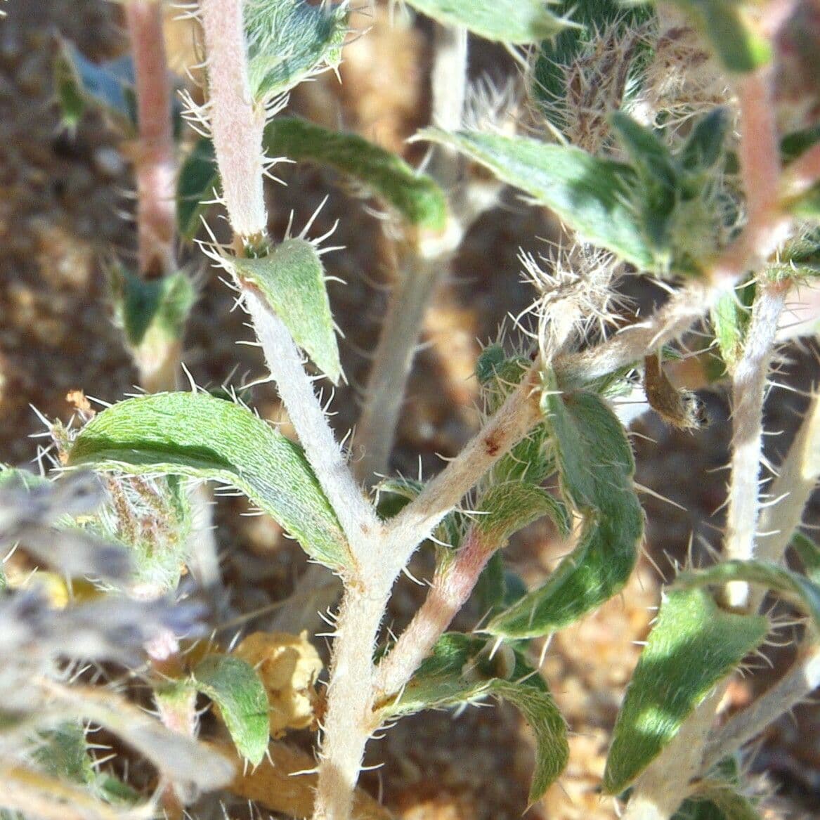 Moltkiopsis ciliata 16