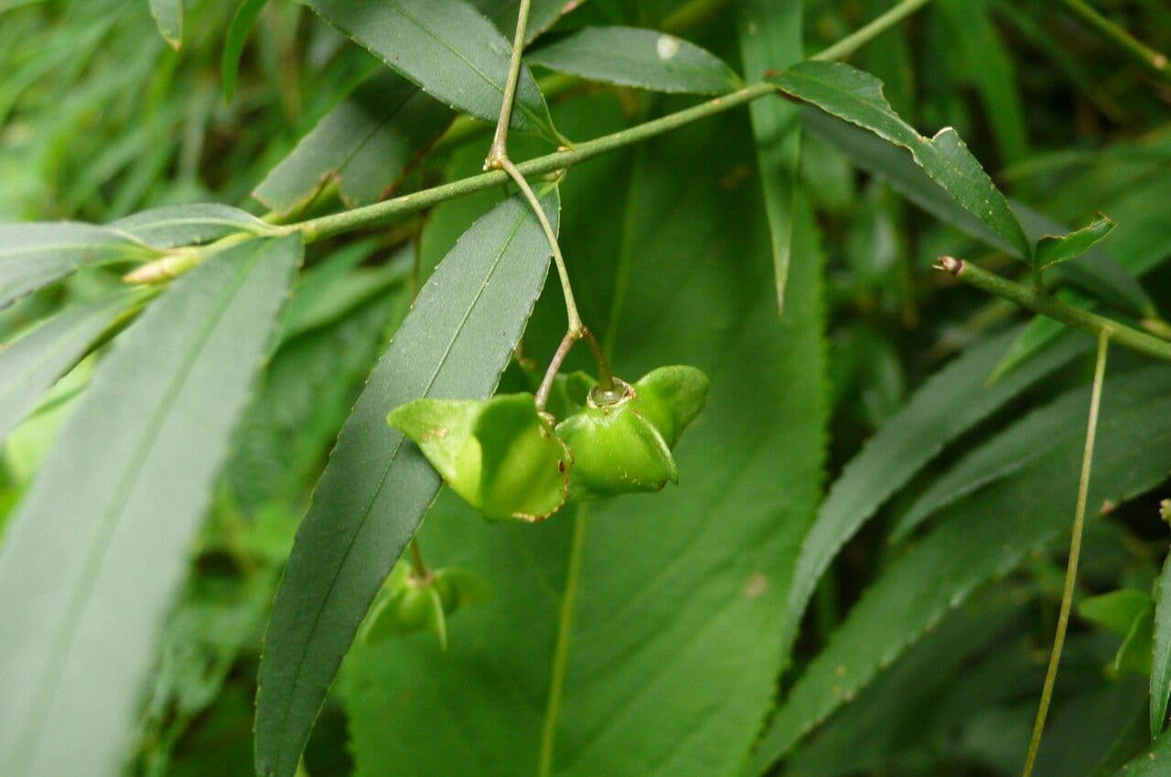 Hornspindel 2
