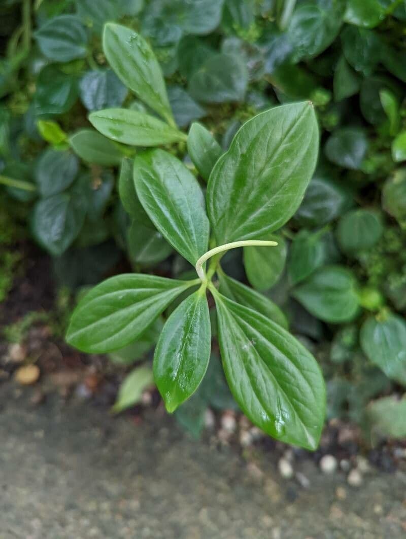 Peperomia velloziana 7