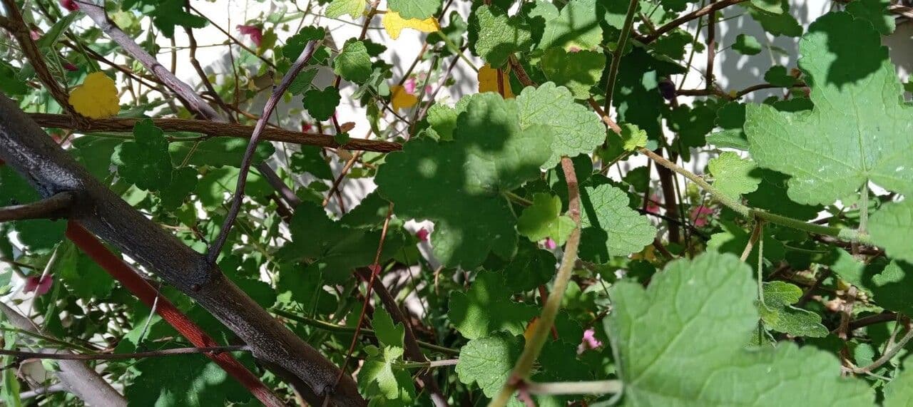 Anisodontea 12