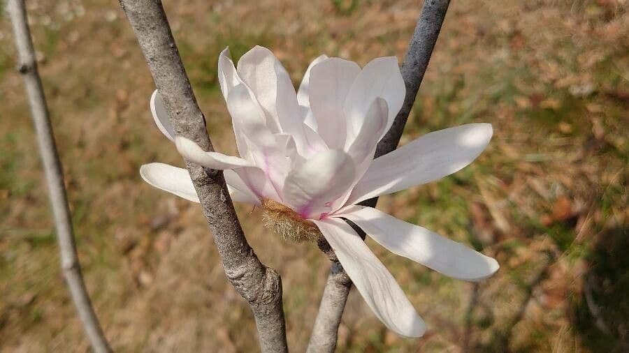 Magnolia stellata 25