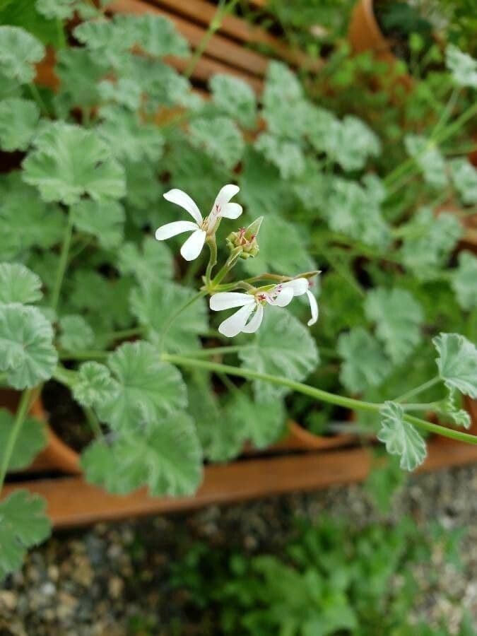 Geranium 2