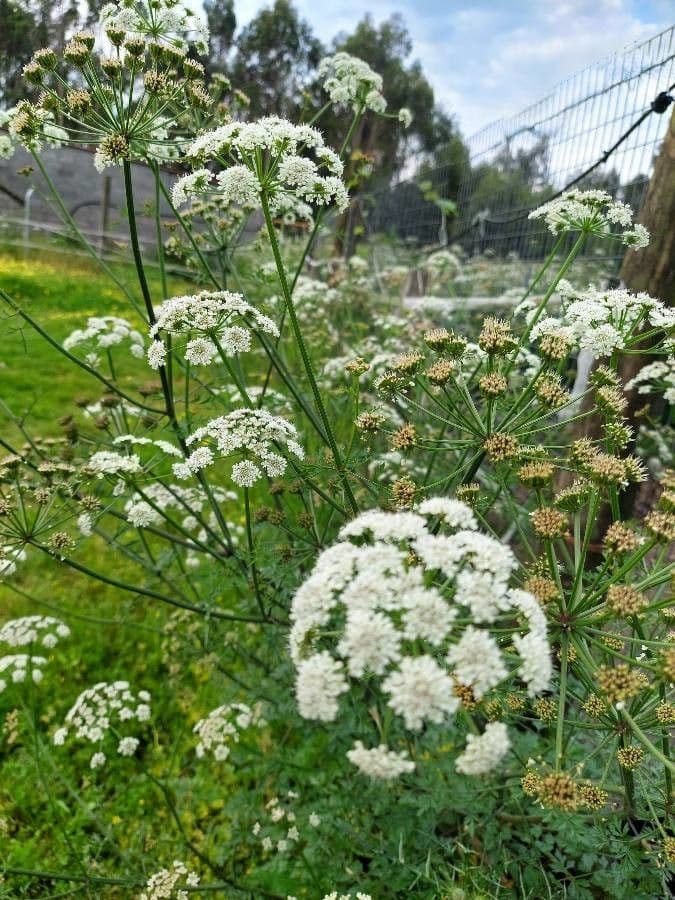 Finocchio acquatico 27