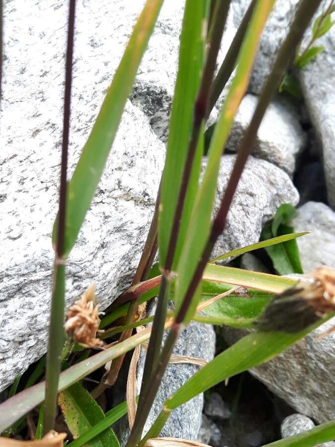 Codolina alpina 29