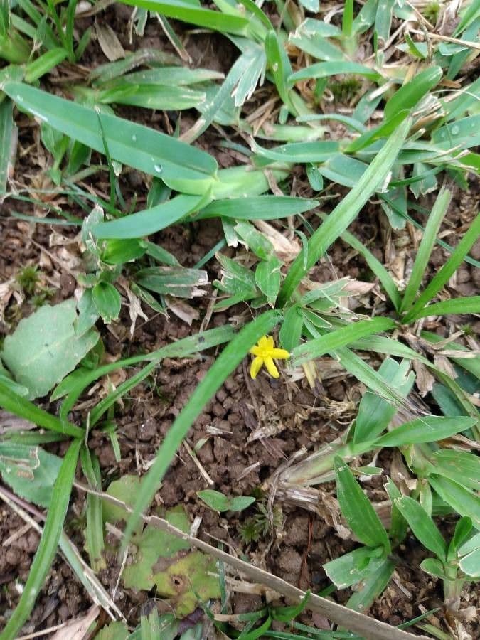 Hypoxis 7