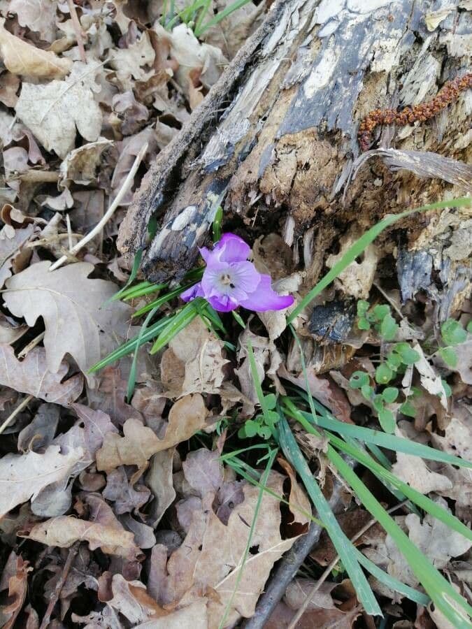 Romulea 2
