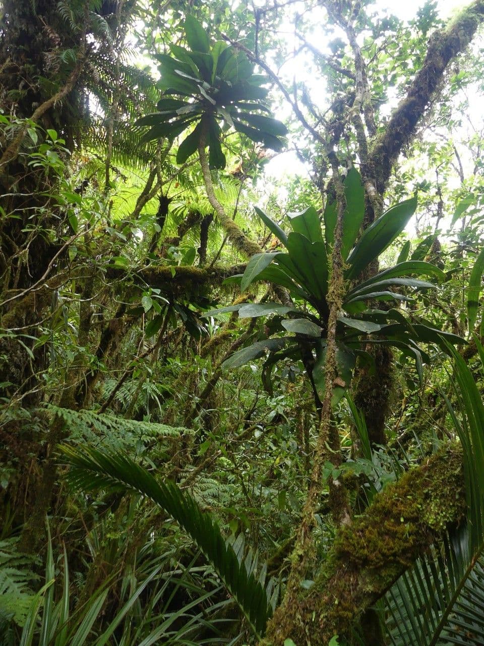 Badula 9