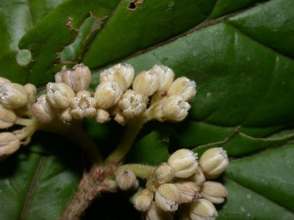 Dichapetalum 4