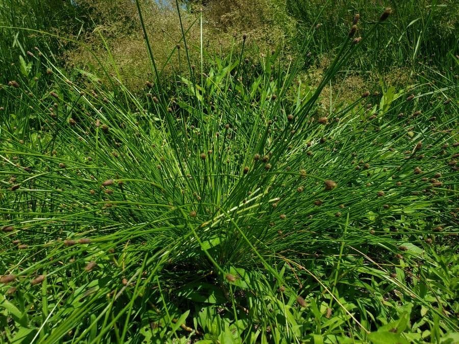 Eleocharis ovata 18