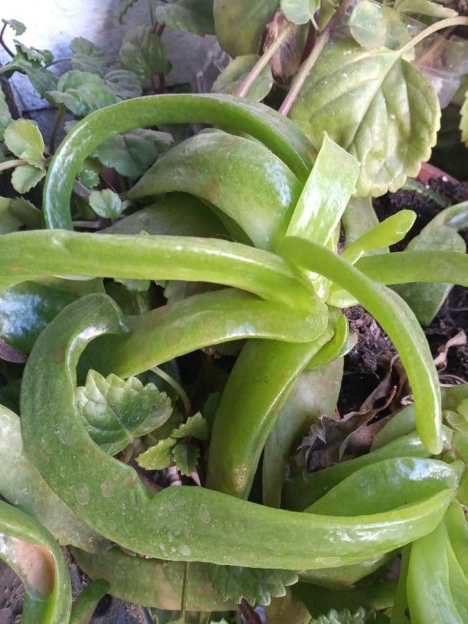 Glottiphyllum 7
