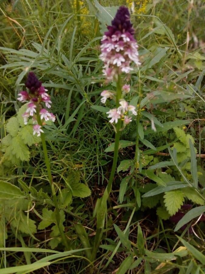 Orchide bruciacchiata 27