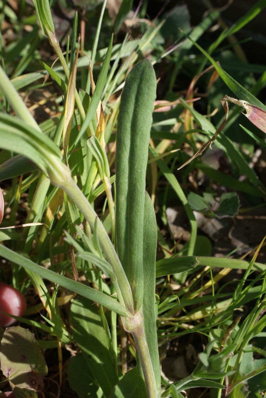 Silene conica 17