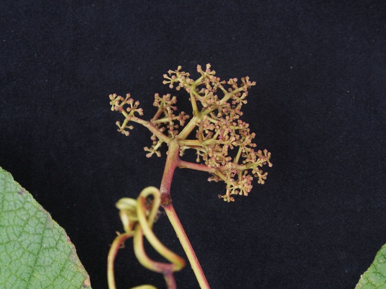 Ampelocissus 4